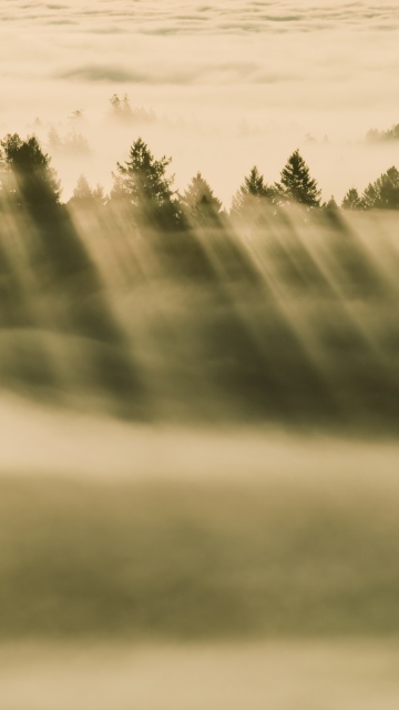 OS X Mavericks, Foggy forest