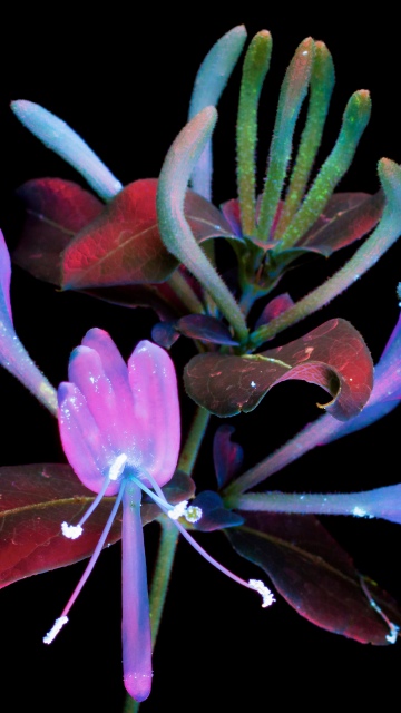 macOS Mojave, Honeysuckle