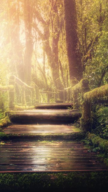 Wooden stairs, Forest, Jungle, Green Trees, Sunlight, Wooden Planks, 5K