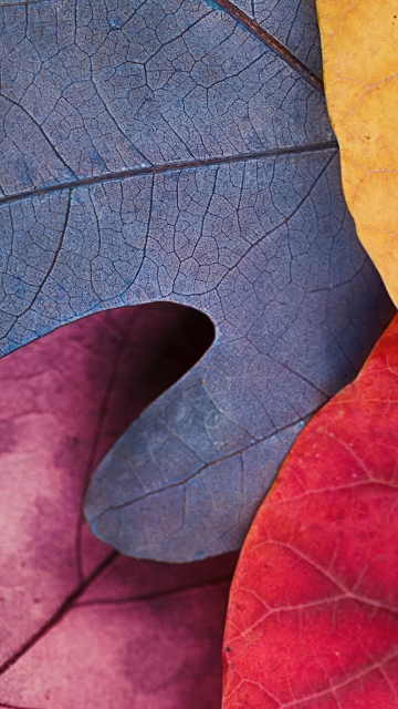 Fall, Autumn leaves