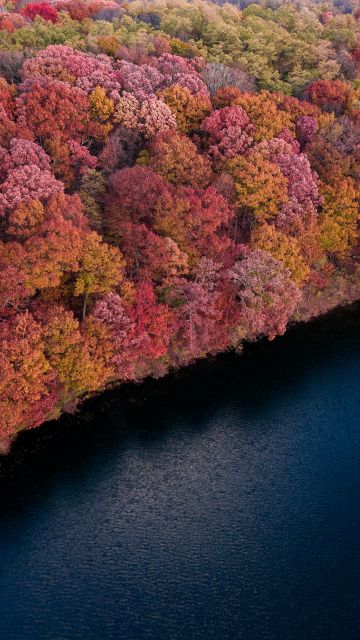 Colorful forest, Trees, Red, Yellow, Aerial view, Lake, River, Body of Water, Scenic