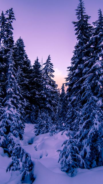 Pine trees, Snow covered, Purple sky, Sunset, Winter, 5K