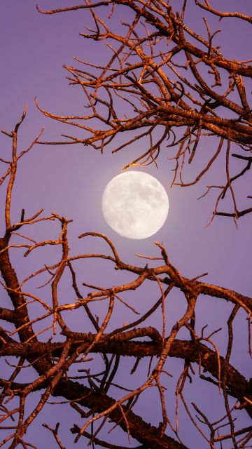 Twilight Moon, Night, Tree Branches, Sky view, Aesthetic, 5K