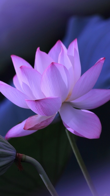 Lotus flower, Purple aesthetic