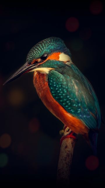 Kingfisher, Bird, Wildlife, Dark background, Closeup, Blue Bird, Tree Branch