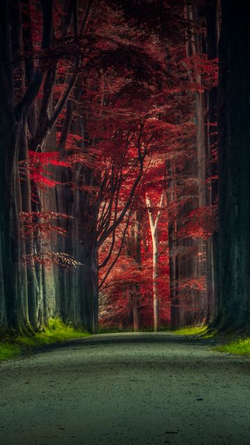 Forest Road, Trees, Woods, Sunset, Autumn Forest, Dawn, Pathway, Scenic, 5K