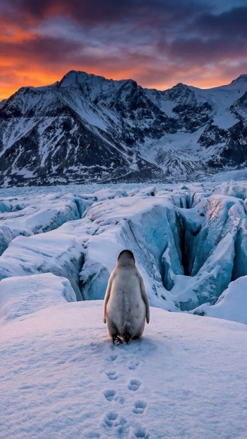 Nihilist penguin, Mountains