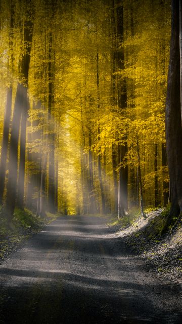 Sun rays, Dirt road, Autumn Forest, Foliage, Pathway, Woods, Trees, Calm, Peaceful, 5K