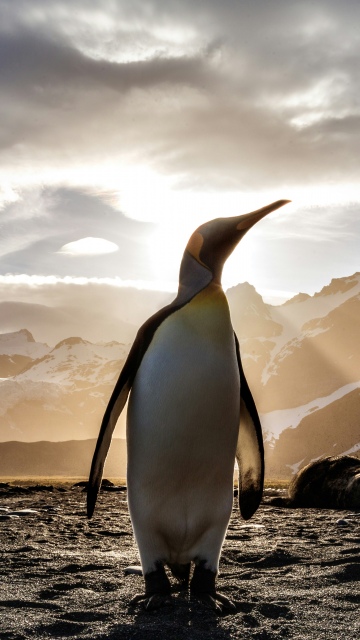King penguin, Antarctica