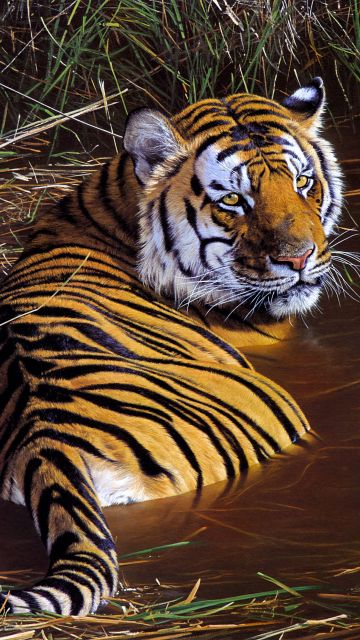 Tiger, Big cats, Paint, Pond