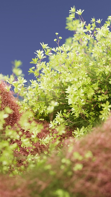 Macro, Bloom