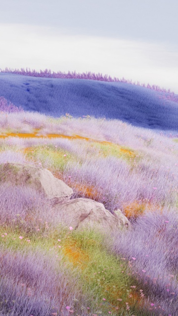 Dreamy, Lavender fields