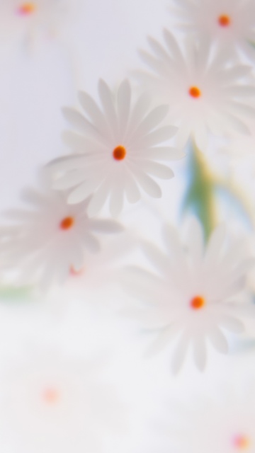 White daisy, Floral Background