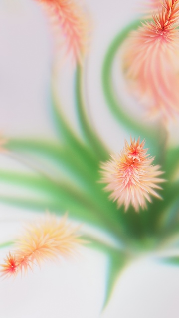 Peach, Abstract flower