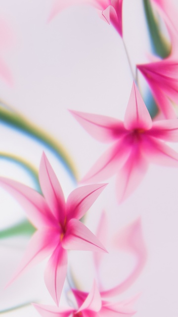 Pink flowers, Dreams