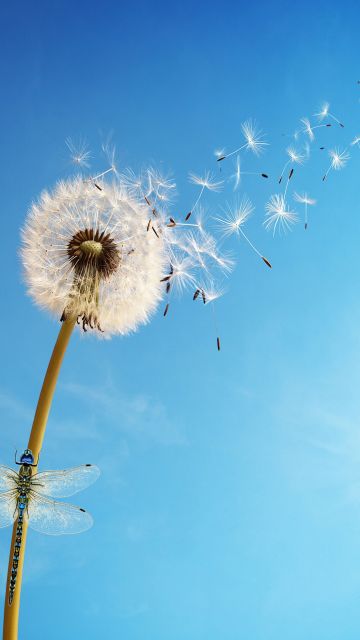 Dandelion flower, Dragonflies, Dandelion seeds, White flower, Blue Sky, Clear sky, Blue background