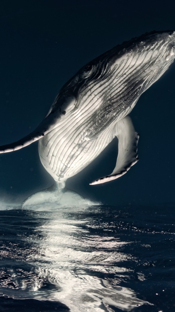 Humpback whale, Breaching