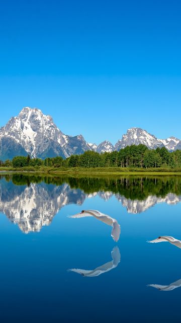 Lake, Blue aesthetic, Mountains, Blue Sky, Landscape, Clear sky, Reflection, Water, Swans, Snow covered, Trees, Scenic, Beautiful