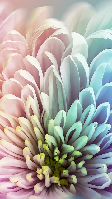Chrysanthemum, Colorful