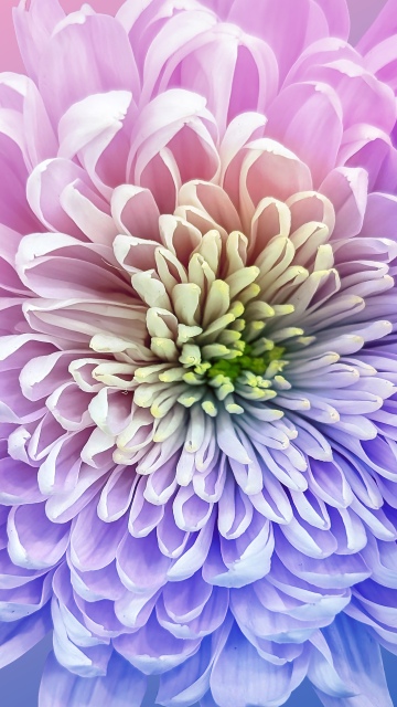 Chrysanthemum, Vibrant