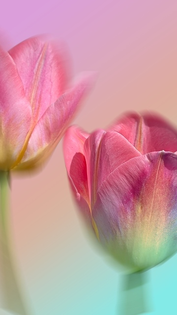 Pink Tulips, Gradient background