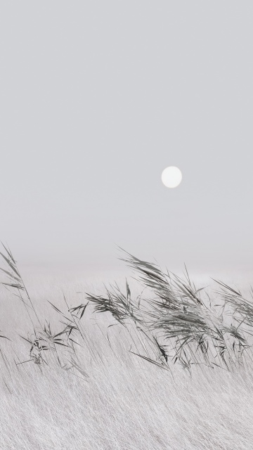 Grey, Grass Landscape