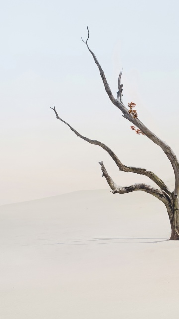 Lone tree, Minimalist