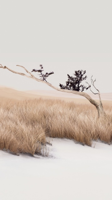 Tranquil, Landscape