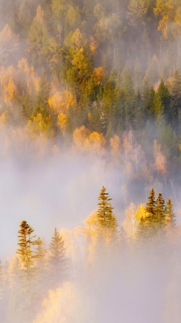 Thick forest, Misty
