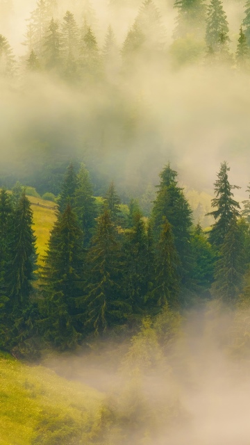 Misty, Forest