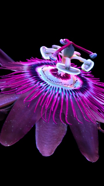 Passion Flower, Aluminium OS stock wallpaper