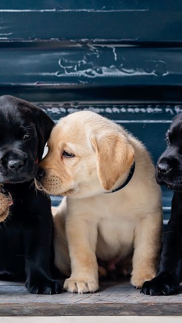 Puppies, Labrador Retriever, Cute dogs, Labrador puppies, 5K