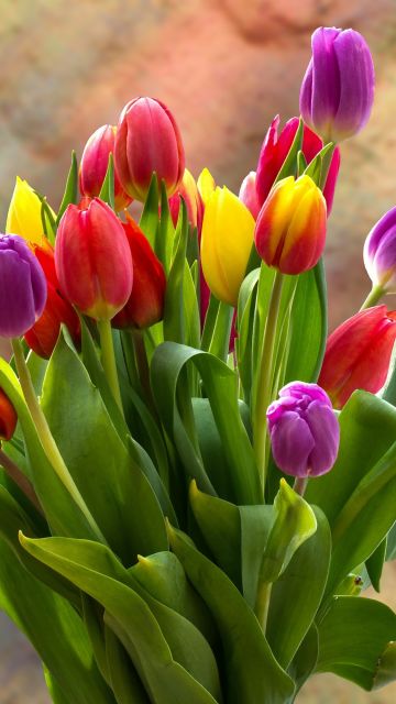 Tulip Bouquet, Spring flowers, Tulips, Blossom, Bloom, Bright, Green leaves, Red, Yellow, Violet