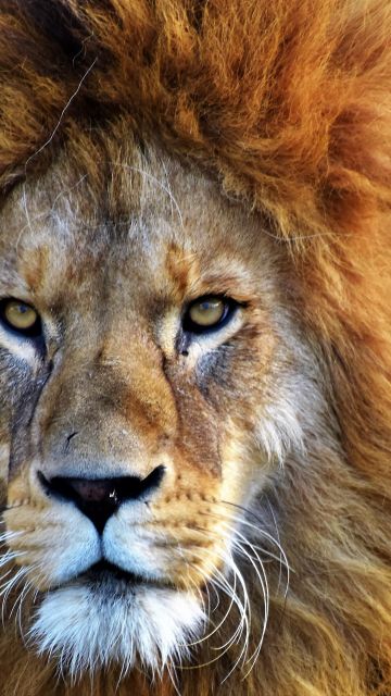 African Lion, Closeup, Big cat, Predator, Wild animal, Carnivore