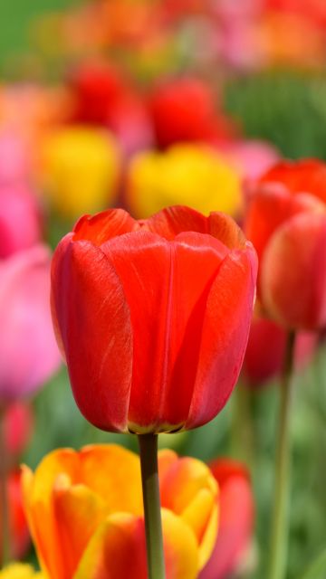 Tulip Field, Multicolor, Colorful, Flower garden, Spring, Blossom, Bloom, Red, Yellow, 5K