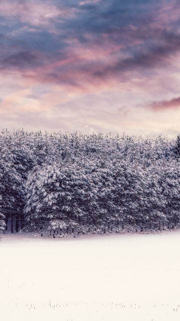 Snow covered, Trees, Winter snow, Landscape, Clouds, Scenery, White, Forest, 5K, 8K
