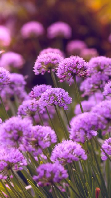 Purple Flowers, Flower garden, Blossom, Bloom, Spring, Bokeh, Vibrant, 5K