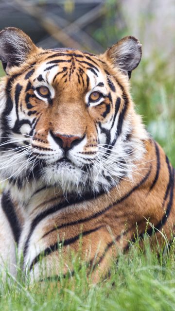 Bengal Tiger, 5K, Big cat, Predator, Green Grass, Wild animal, Zoo, Carnivore, Closeup