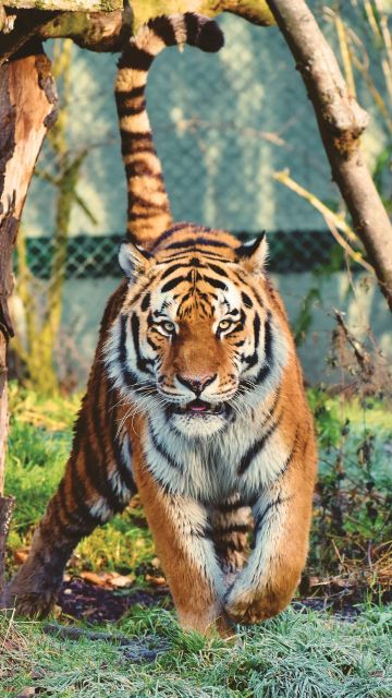 Siberian tiger, Walking, Zoo, Trees, Big cat, Carnivore, Predator, Wildlife, 5K