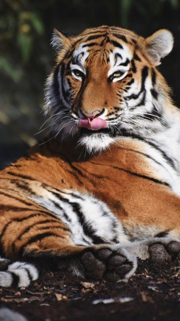 Siberian tiger, Predator, Big cat, Carnivore, Wild animal, Zoo, Closeup, 5K