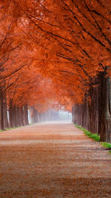 Autumn, Morning, Trees, Path, Foggy, Mist, Fall, 5K