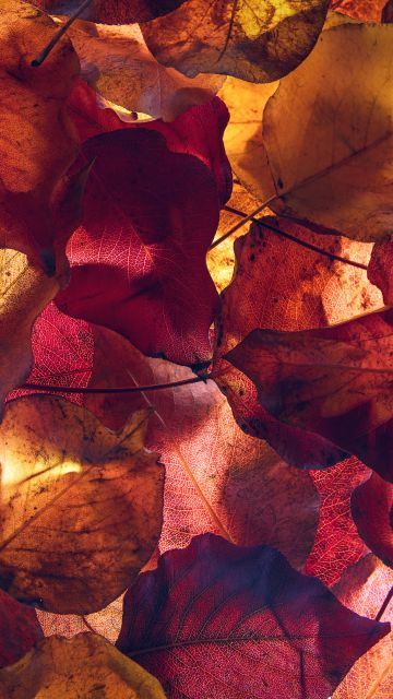 Maple leaves, Autumn season, Foliage, Yellow leaves, Fallen Leaves, 5K