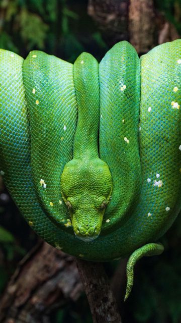 Green Python, Green snake, Tree Branch, Reptile, Coiled Snake, Forest, Closeup, 5K
