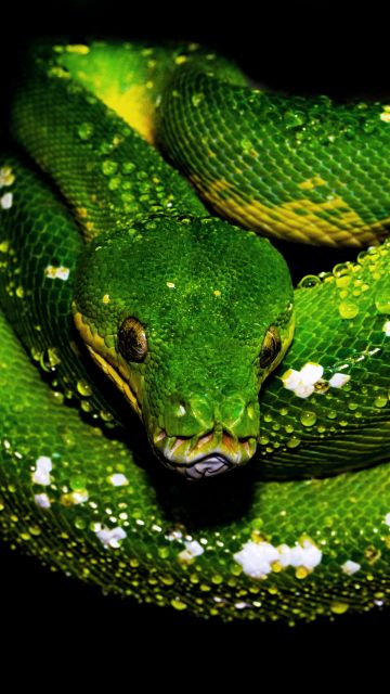 Tree Python, Green snake, Green Python, Water drops, Dark background, 5K