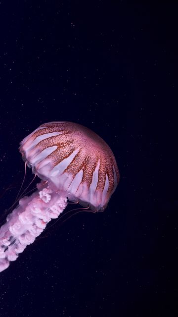 Jellyfish, 5K, Dark background, Sea Life, Aquarium, Underwater, Glowing, Pink