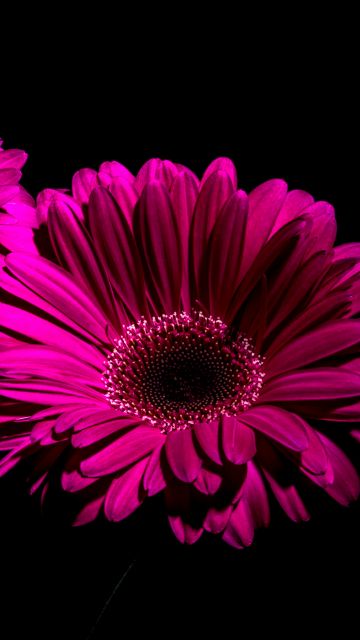 Gerbera Daisy, Purple Flowers, Black background, Macro, Closeup, 5K