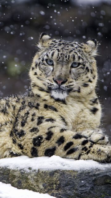 Snow leopard, Winter, Big cat, Wildlife, Predator, Carnivore, Zoo, 5K