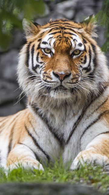 Siberian tiger, Big cat, Wildlife, Predator, Carnivore, Green Grass, 5K