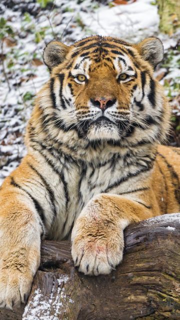 Siberian tiger, Snow, Wood, Winter, Big cat, Wild animal, Predator, Carnivore, 5K