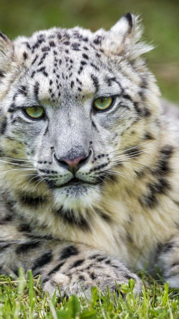 White, Snow leopard, Green Grass, Big cat, Wild animal, Predator, Carnivore, Stare, 5K
